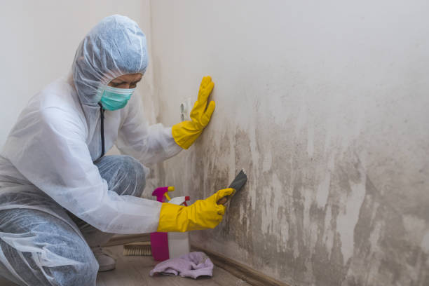Best Office Mold Removal Services  in Newington, VA