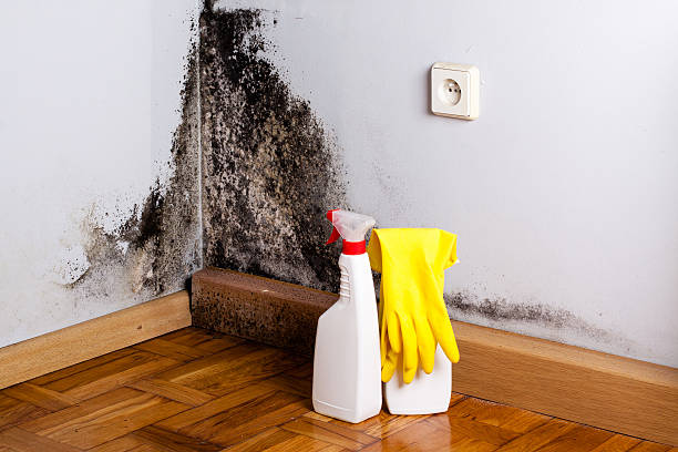Best Crawl Space Mold Removal  in Newington, VA