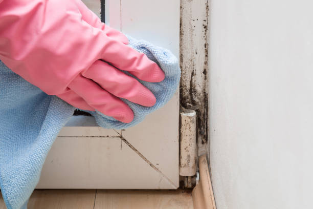 Attic Mold Removal in Newington, VA